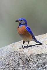 Western Bluebird